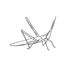 Locust black and white clipart