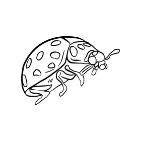 Ladybug drawing black and white clipart