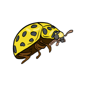 Yellow ladybug drawing clipart