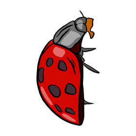 Ladybug clipart