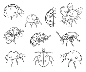 Ladybugs black and white vector