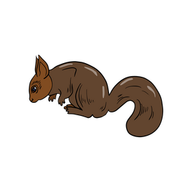 Squirrel cartoon clipart