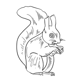 Free squirrel illustration black and white clipart