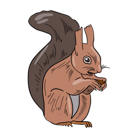 Free squirrel illustration clipart