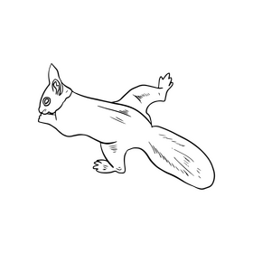 Squirrel black and white clipart