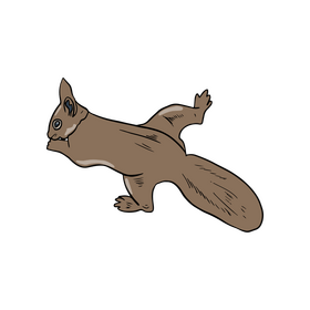 Squirrel clipart