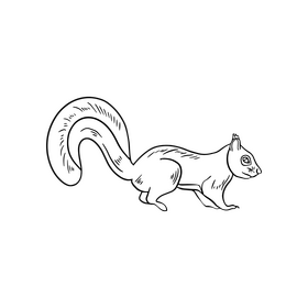 Squirrel cartoon black and white clipart
