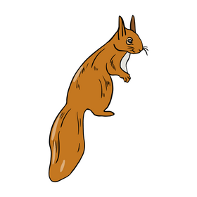 Squirrel clipart