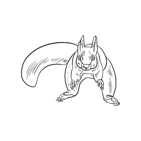 Squirrel black and white clipart