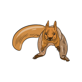 Squirrel clipart