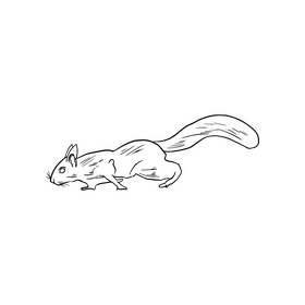 Squirrel illustration black and white clipart