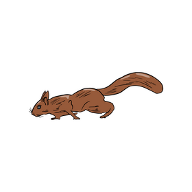 Squirrel illustration clipart