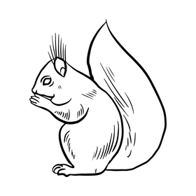Squirrel black and white clipart