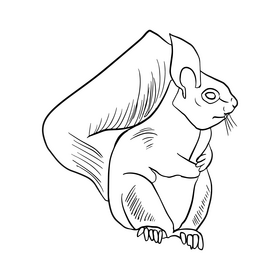 Squirrel black and white clipart