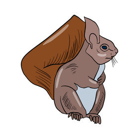 Squirrel clipart