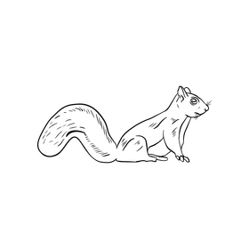 Squirrel black and white clipart