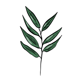 Tropical leaves clipart