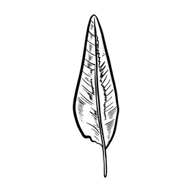 Tropical leaves black and white clipart