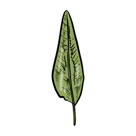 Tropical leaves clipart