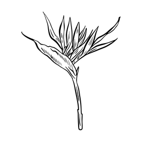 Tropical leaf black and white clipart