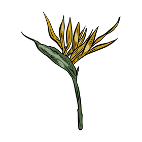 Tropical leaf clipart