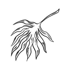 Tropical leaf black and white clipart