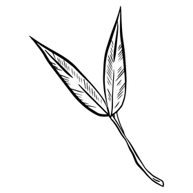 Leaves cartoon black and white clipart