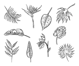 Leaf black and white vector