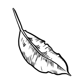 Leaf drawing black and white clipart