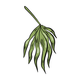 Free tropical leaves illustration clipart