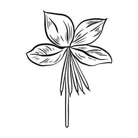 Leaves drawing black and white clipart