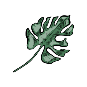 Tropical leaves illustration clipart