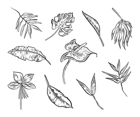 Tropical leaves black and white vector