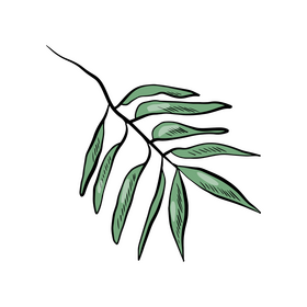 Tropical leaf illustration clipart