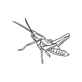 Free grasshopper illustration black and white clipart