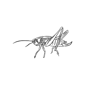 Grasshopper drawing black and white clipart