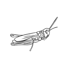 Grasshopper illustration black and white clipart
