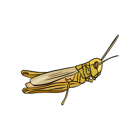 Grasshopper illustration clipart