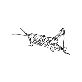 Grasshopper black and white clipart