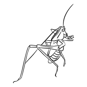 Free grasshopper black and white clipart