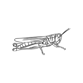Grasshopper black and white clipart