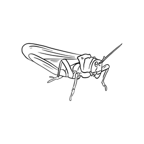 Grasshopper black and white clipart