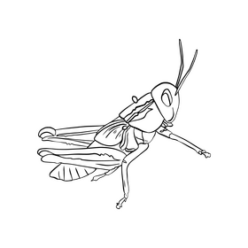 Grasshopper illustration black and white clipart