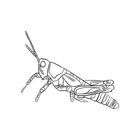Grasshopper black and white clipart