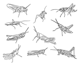 Wasps black and white vector free download