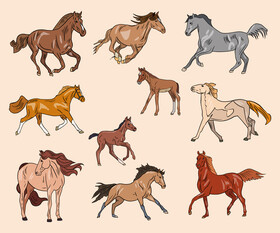 Horses vector