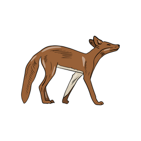 Fox illustration clipart