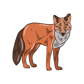 Fox clipart