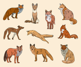 Free foxes vector
