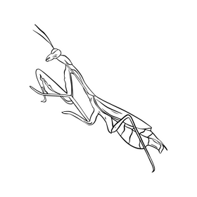 Mantis drawing black and white clipart vector free download